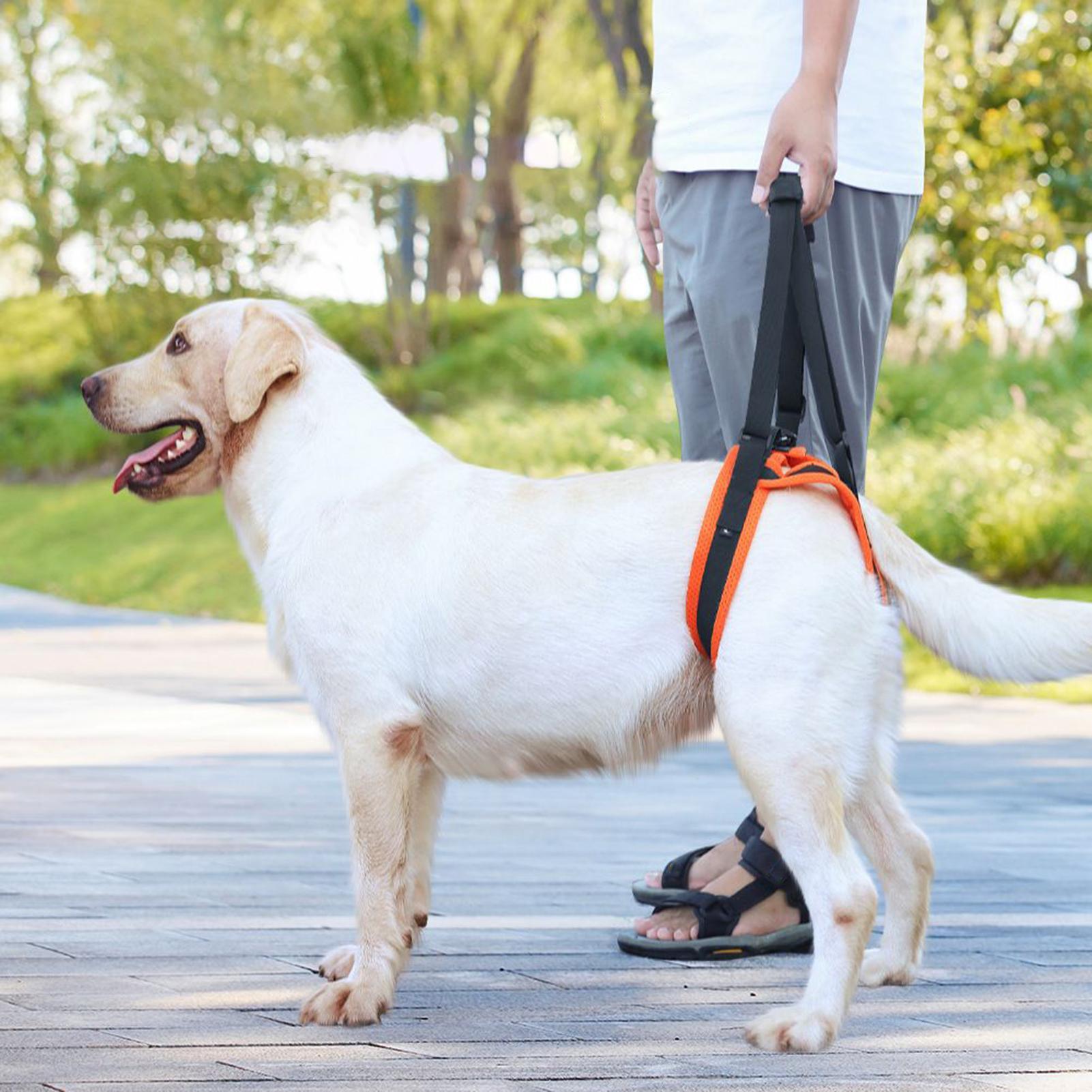 Dog Lift Harness Adjustable St – Ladder Toss Set recenzja i cena